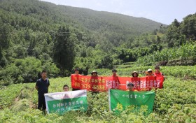 从实验室到田间地头：黄柏良种促振兴，科技力量点亮希望之光