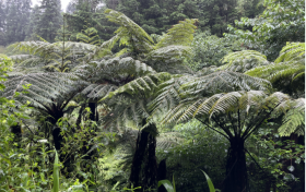 川农“桫椤”实践团队：保护桫椤，诉其声，维其兴